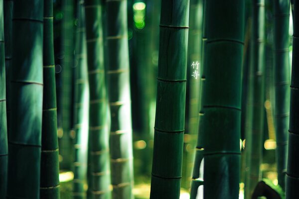 Grüne Bambusstängel mit Hieroglyphe