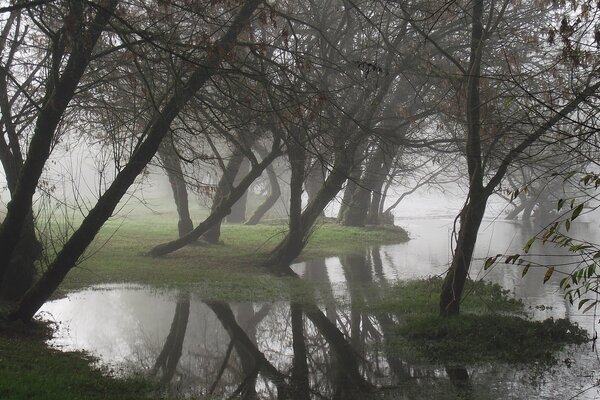 Brouillard d automne dans le marais