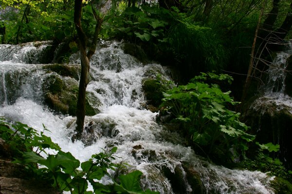 Бурлистая горная река среди зелени