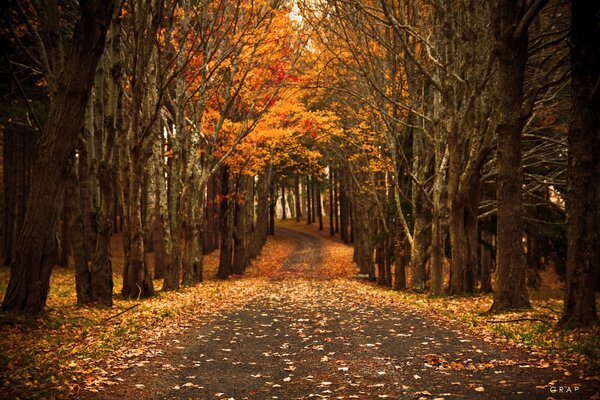 A long road in the autumn forest