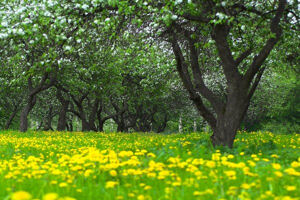 Denti di leone in una radura nella foresta