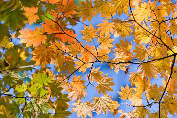 Autumn leaves bottom view