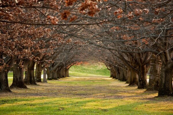 Arbres de journée ensoleillée dans une rangée de l allée du parc