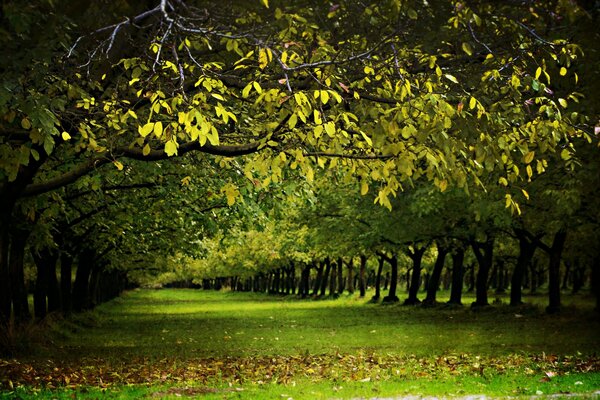 Allée plate couvert de Couronne et de jeunes arbres verts