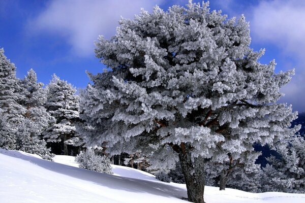 Großer, mit Schnee bedeckter Baum