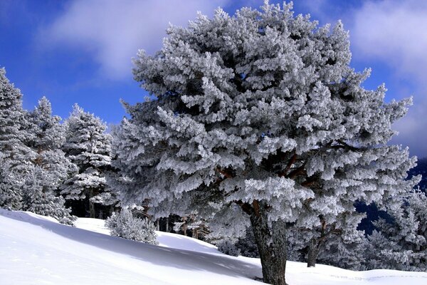 Grand arbre couvert de neige