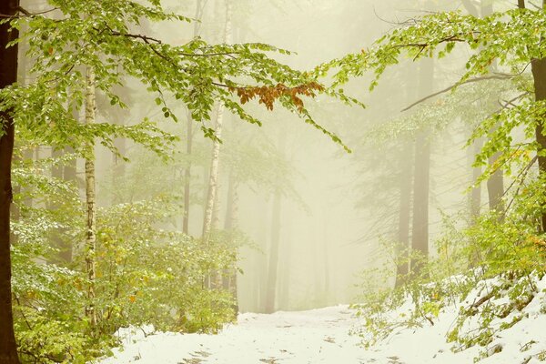 Nebbia nella foresta invernale con foglie verdi