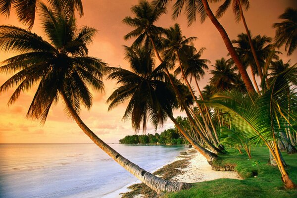 Sunset on a tropical beach with palm trees