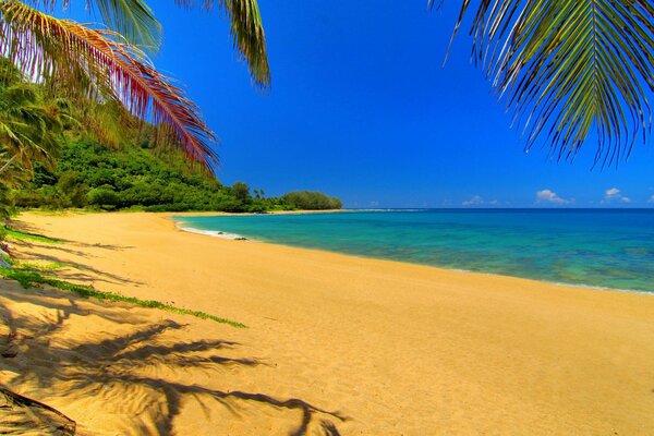 The sea coast framed by palm leaves