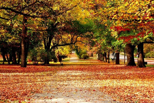 Callejón en otoño con hojas caídas