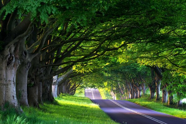 Droga między gęstymi drzewami