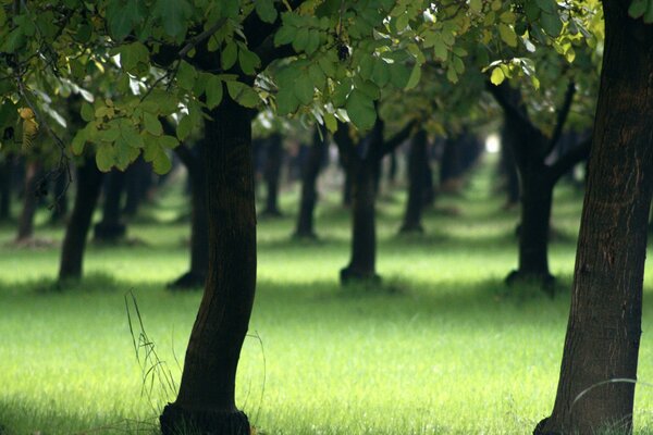 Natur des Parks in der Stadt