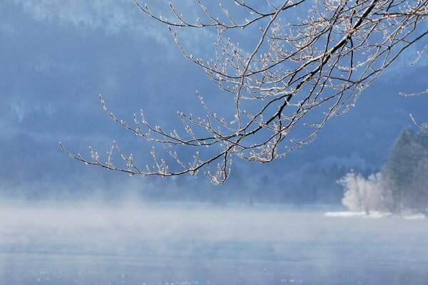 A branch in winter in the snow by the lake