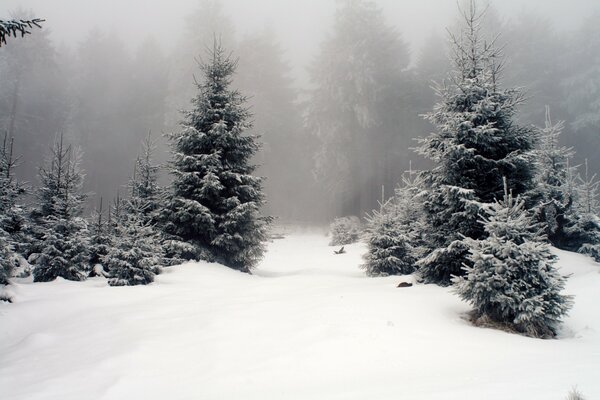 Abetos de nieve en el bosque protegido