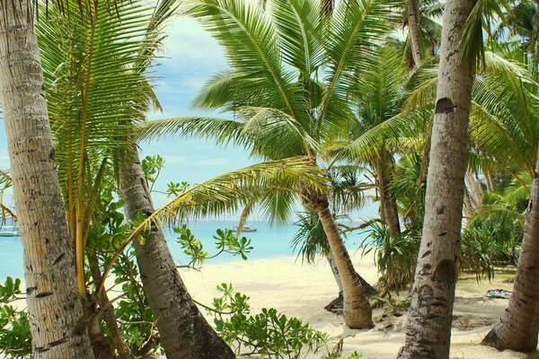 Palm trees on the background of the beach and the ocean