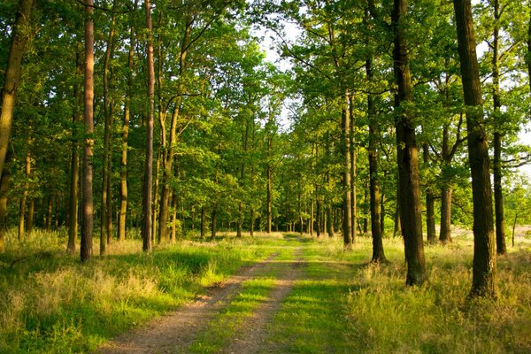 Fotos de senderos en el bosque entre los árboles