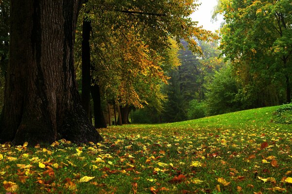 The beginning of autumn in a beautiful forest