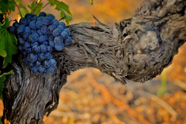 Eine Rebe aus blauen und saftigen Trauben