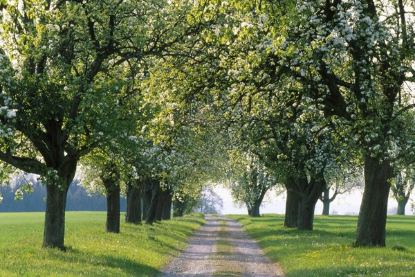 Avenue of flowering trees in spring