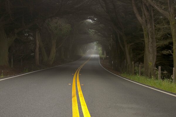 Camino en el bosque de niebla