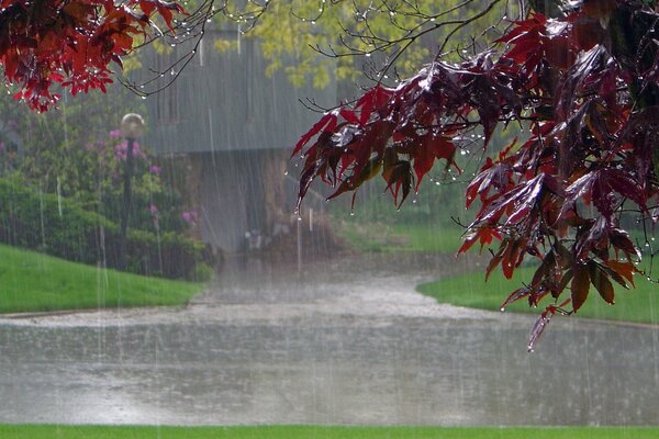 Raindrops trickle down the leaves