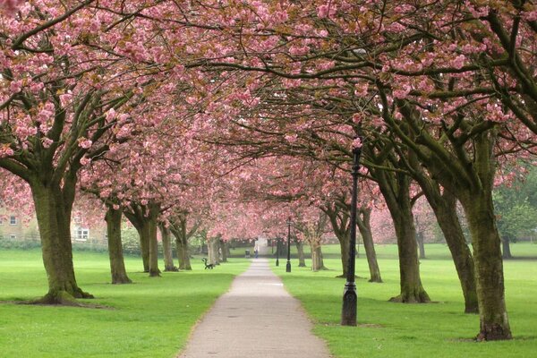 Japón, árbol de Sakura, flores