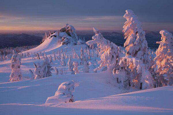 Rosa puesta de sol en el bosque cubierto de nieve