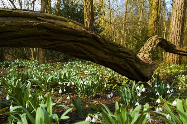 Im zeitigen Frühling können Sie im Wald sehr schöne Blumen sehen - Schneeglöckchen