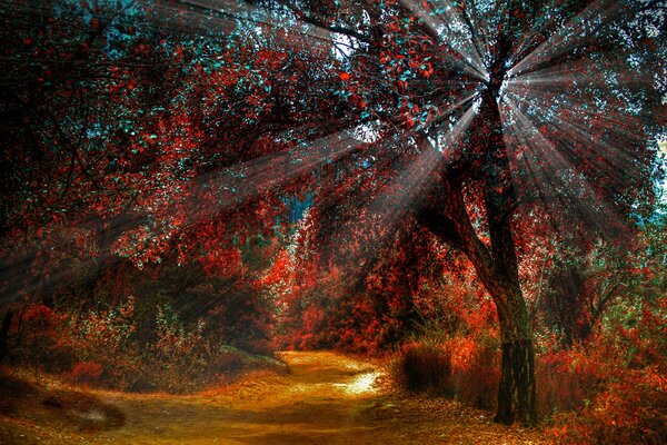 Свет солнца светит сквозь листву деревьев