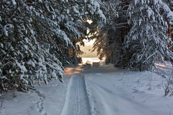 Snowy winter trail, Christmas trees in the snow