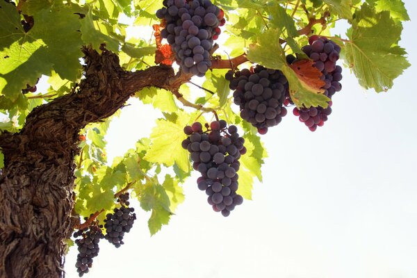 Leaves and bunches of grapes on a white background