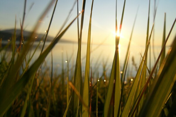 Dawn breaks through the grass in the dew