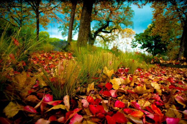 Fogliame caduto in autunno nella foresta