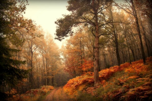 Straße im Herbstwald