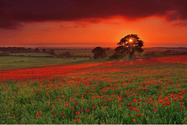 The sun says goodbye to the scarlet poppy field before sunset