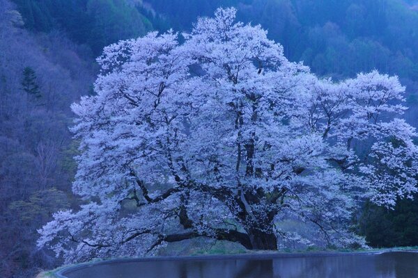 Kirschblütenbaum in Japan