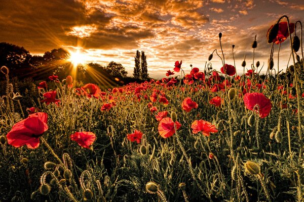 Amapolas silvestres se ruborizan en los brillantes rayos del atardecer