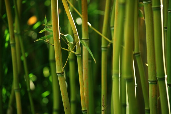 Green bamboo stalks