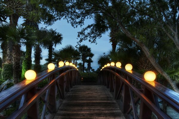 Evening view of the bridge with palm trees