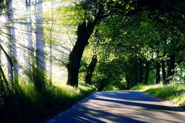 Sunlight through the crowns of trees