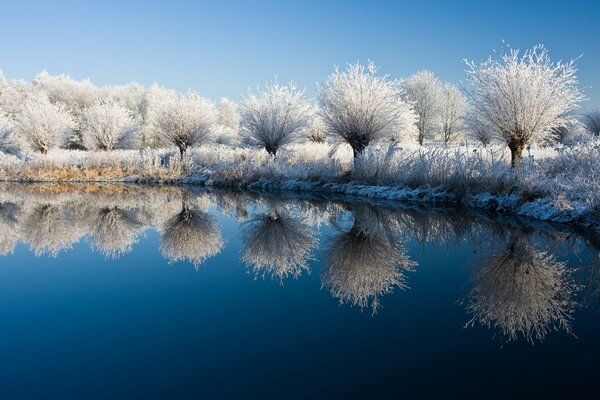 Alberi e arbusti nella neve sul lago