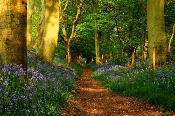 Forest road. A wonderful place in the forest