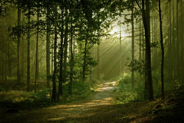 The light falls on a winding path