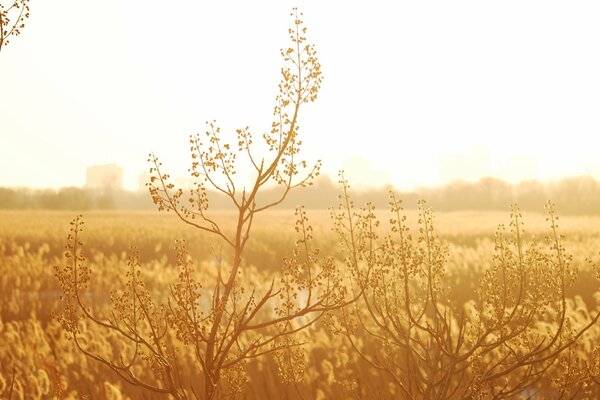 AMARILLO, CAMPO DE OTOÑO, HERMOSO PAISAJE