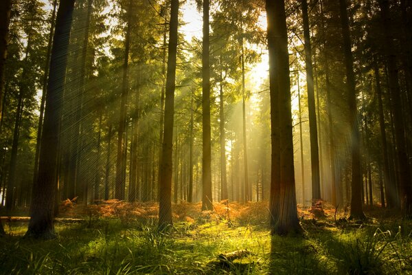 Beautiful autumn forest in the rays of the sun