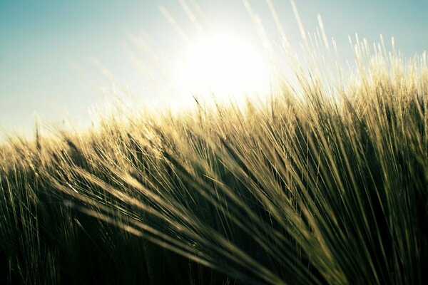 A wheat field drenched in the sun