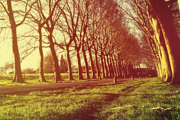 A road with trees in late autumn