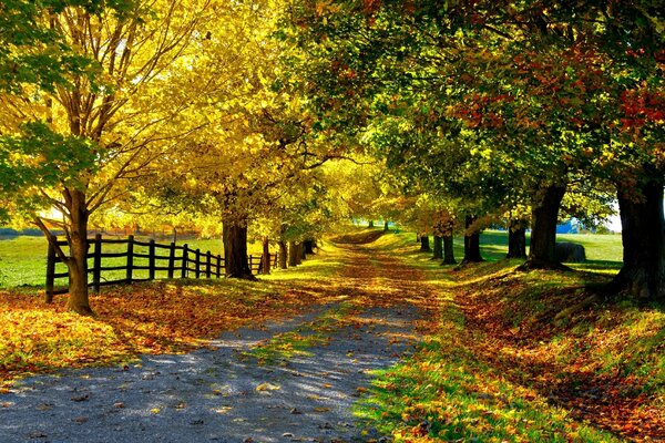 Automne longue route avec feuillage tombé