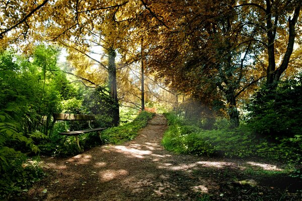 Park bench in autumn