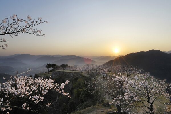 Blooming apricot in the sunset rays in the mountain plain